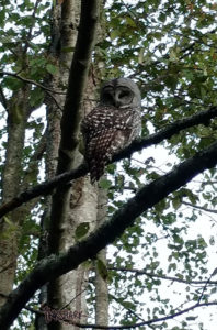 an owl (i think a barred owl?) perched in a tree