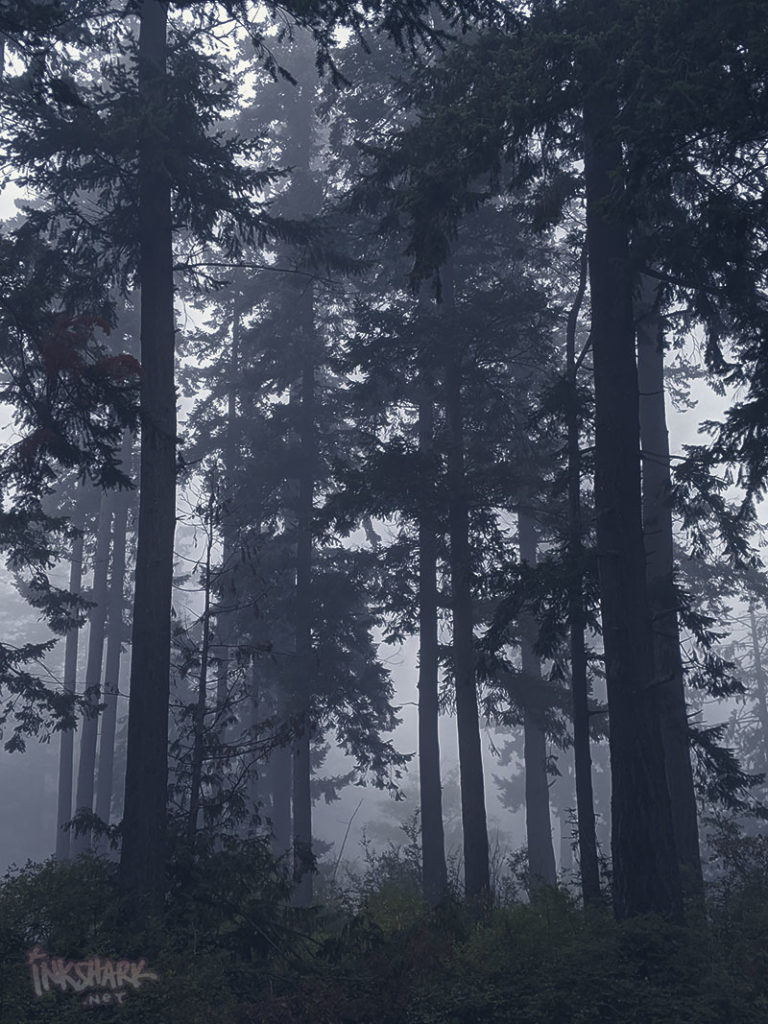 photo of foggy trees at Bay View State Park