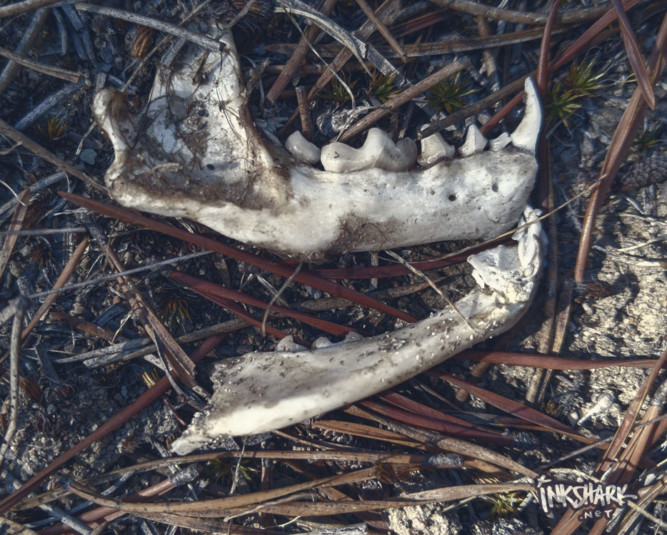 jawbones of a skunk lying on pine needles