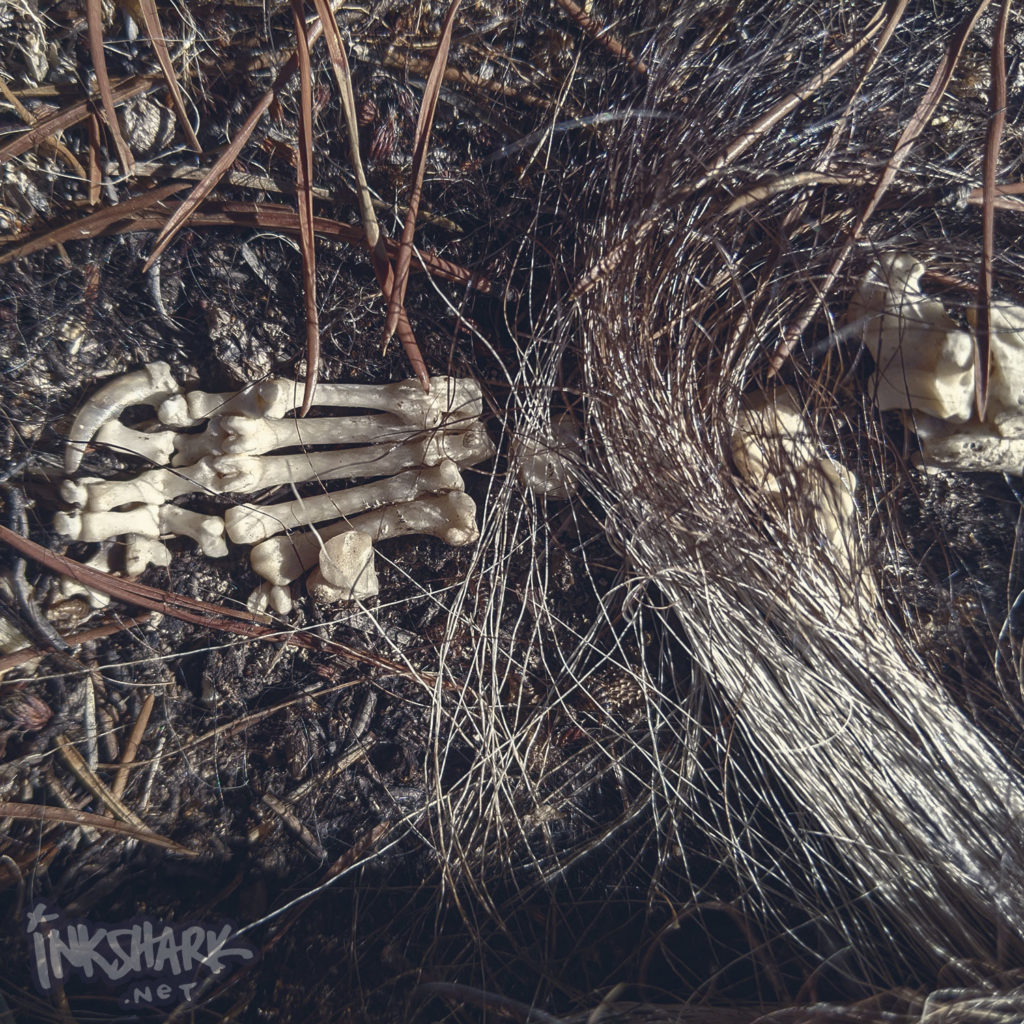 the exposed bones and remaining tail hair of a skunk, lying on some pine needles