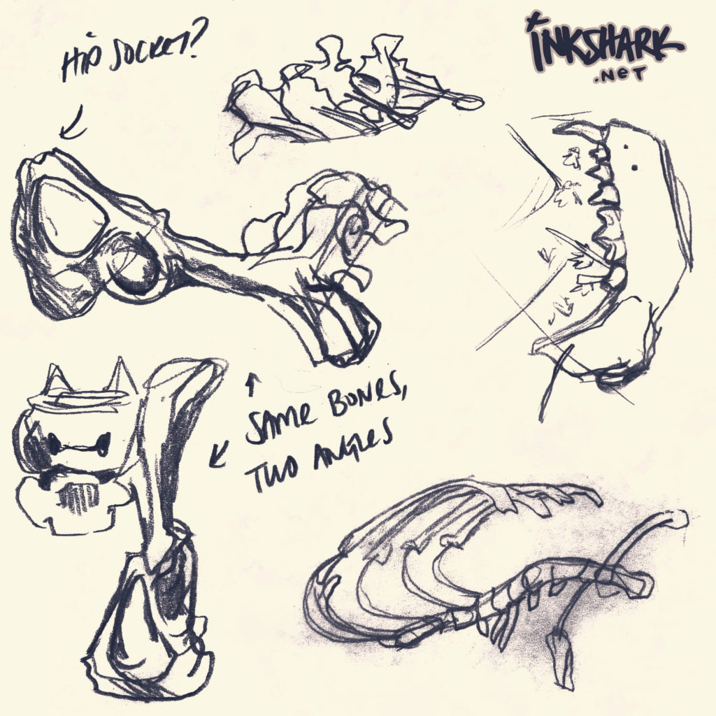 sketches of a dead skunk's jumbled bones, with some notes attempting to identify the anatomy