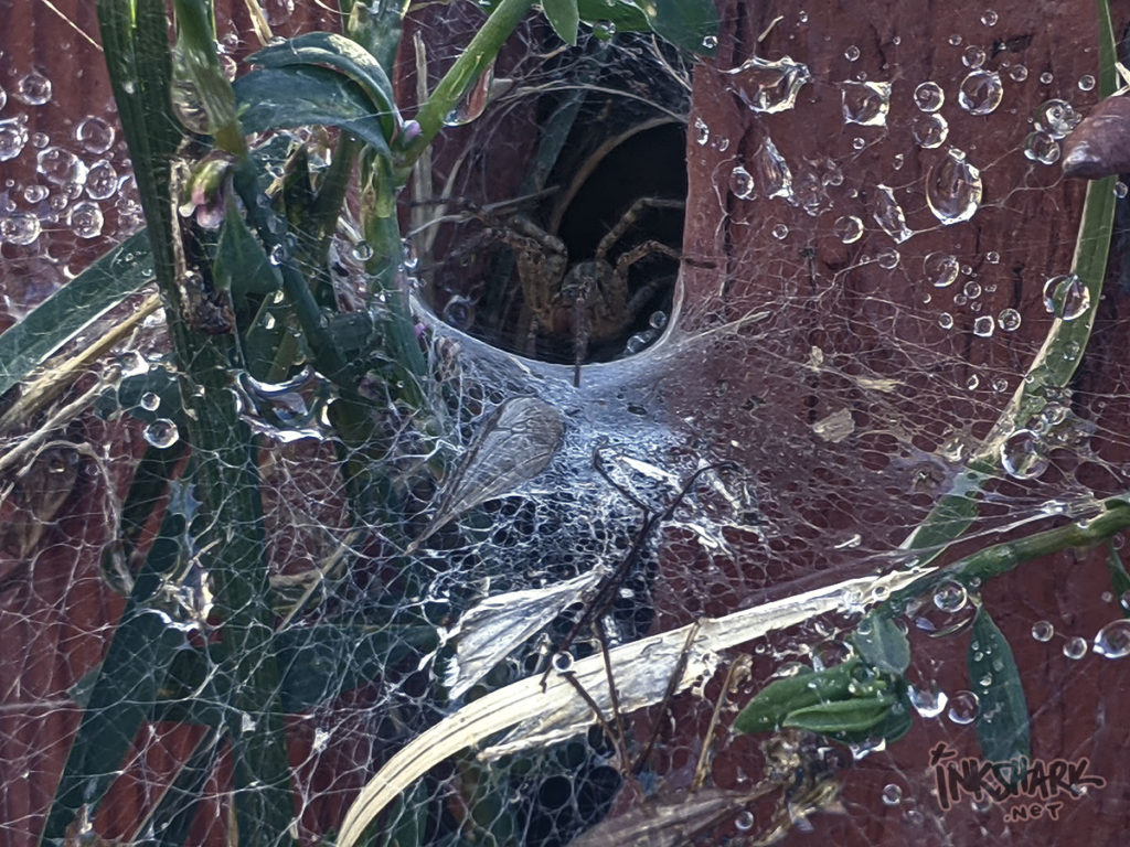 dew-dappled spiderweb with its occupant peeking out of her tunnel