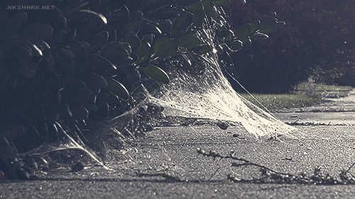 animated gif of some old spiderwebs getting ruffled by a breeze