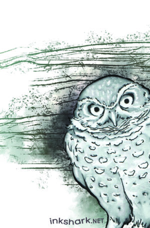 ink + inkwash drawing of an owl glaring at us with the only expression they're capable of making