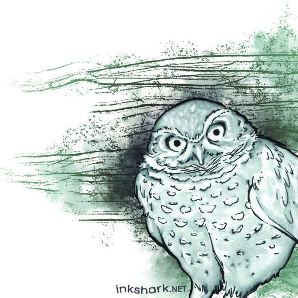 ink + inkwash drawing of an owl glaring at us with the only expression they're capable of making