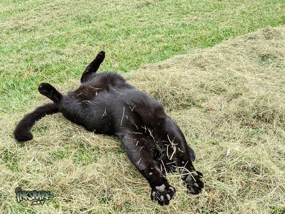 a photo of a black cat rolling around in mown grass 