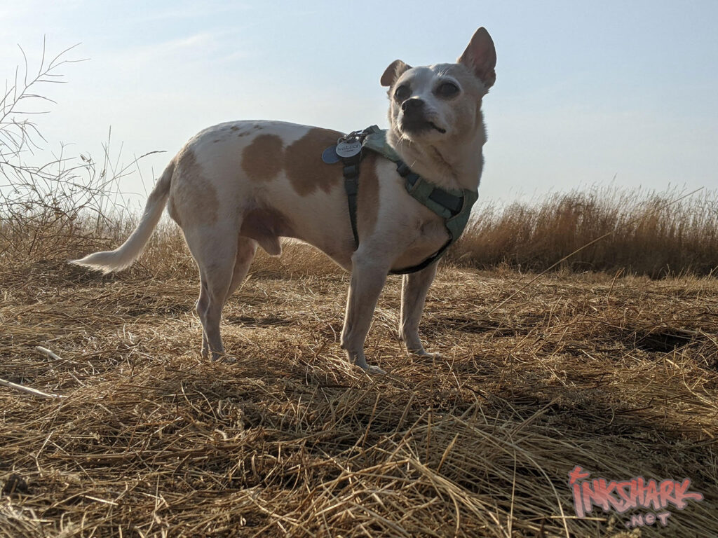 a photo of a very serious looking chihuahua mix in an autumn field