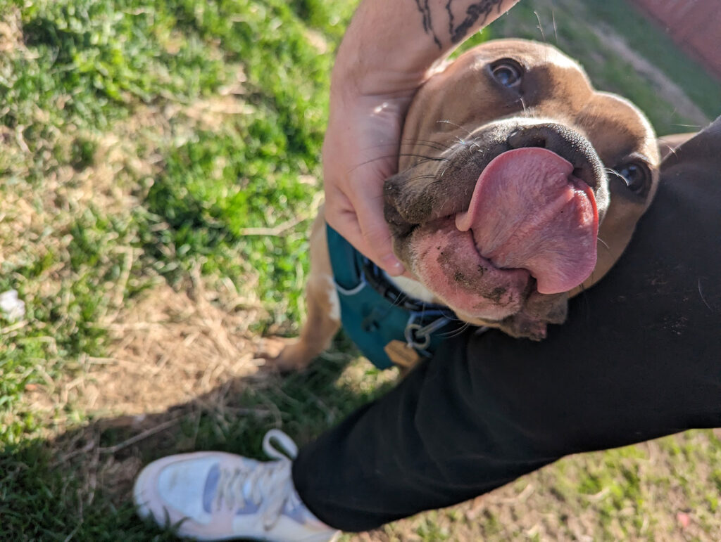 a photo of a lovably stupid looking staffordshire terrier picking his nose with his tongue