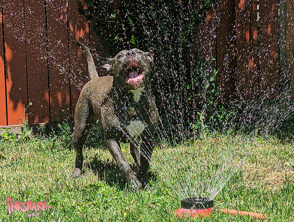 a photo of a gleeful, soaking wet staffordshire terrier running into a sprinkler