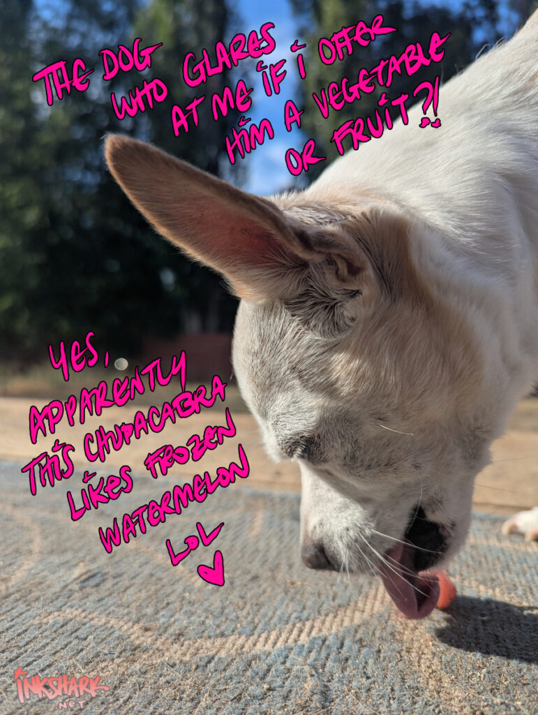 our elderly chihuahua won't usually eat treats that didn't get squeezed or torn from another animal, but he made an exception for cold watermelon on a blistering hot day