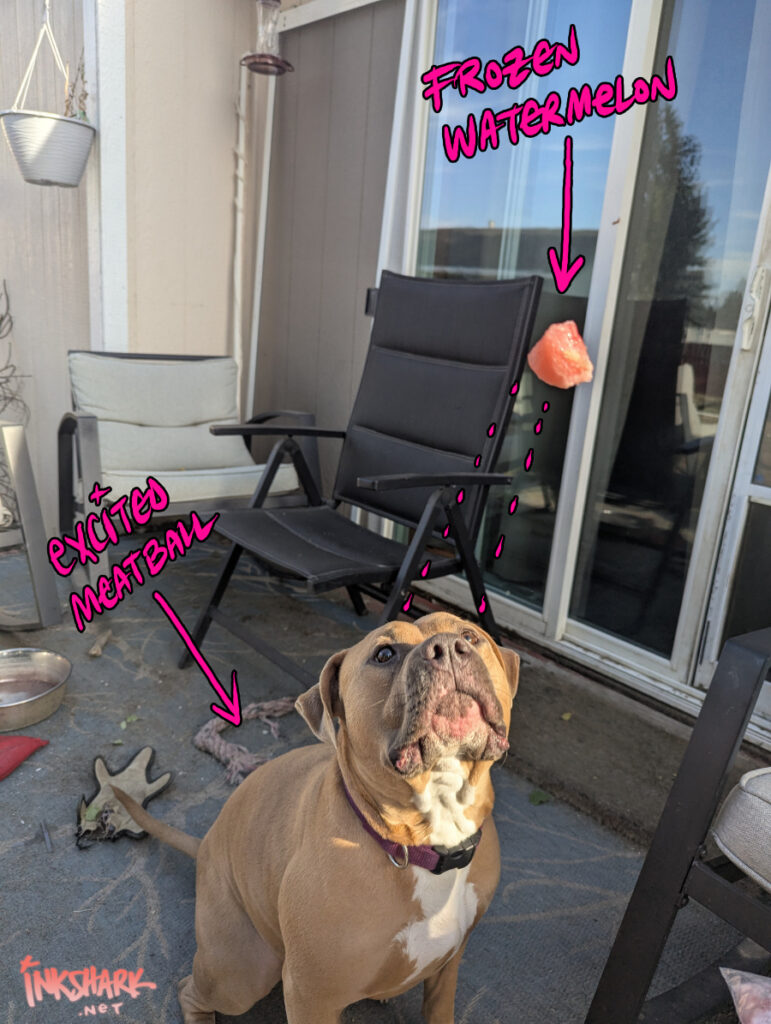 my staffie patiently tracking watermelon as it arcs toward his mouth