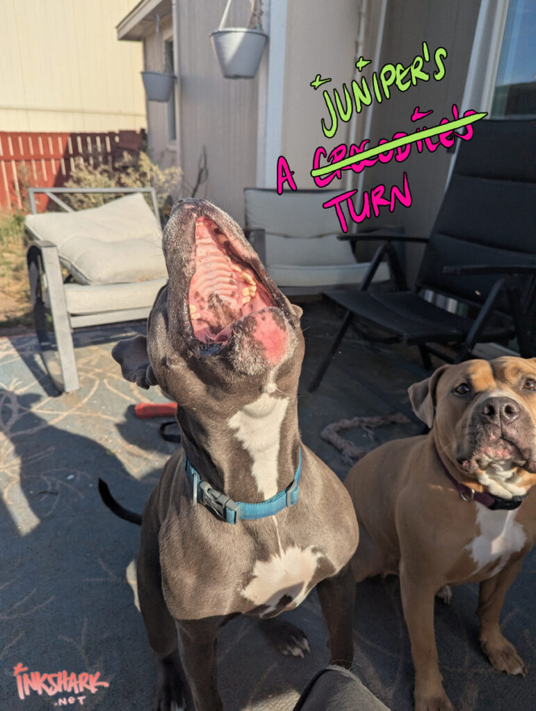my partner's staffie with her giant alligator mouth open to catch some flying watermelon lol