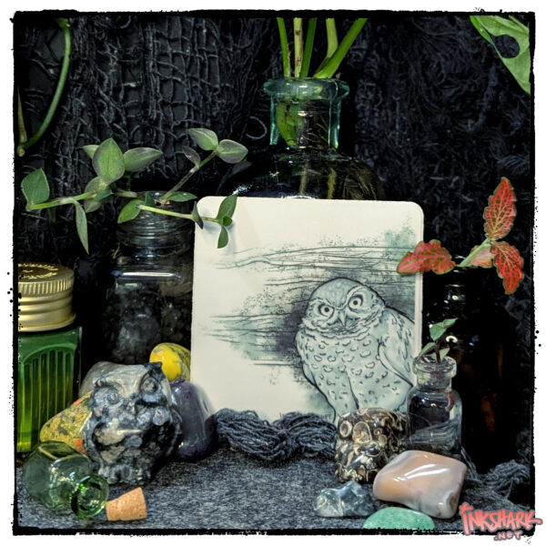 Sticker of a disapproving owl drawing; surrounded by live plants and polished stones including one cut into the shape of an owl!